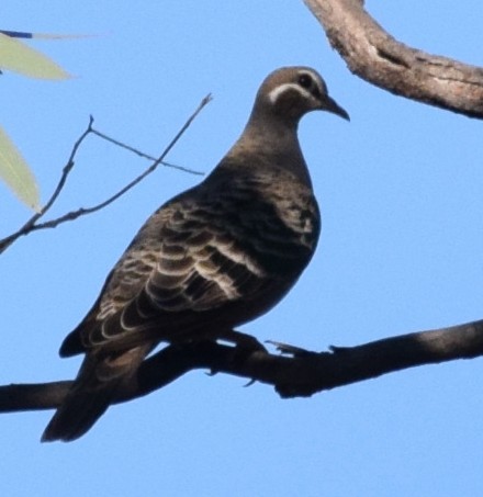 Common Bronzewing - ML643068050