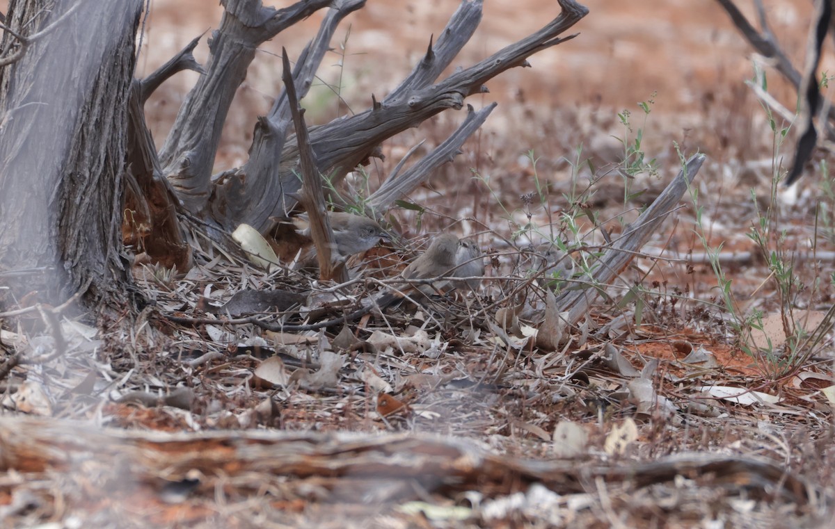 Chestnut-rumped Thornbill - ML643068057