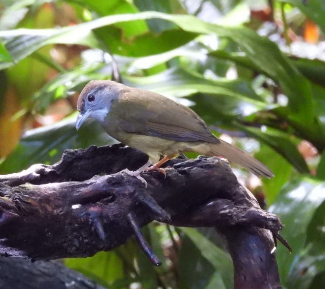 Gray-cheeked Bulbul - ML643068062