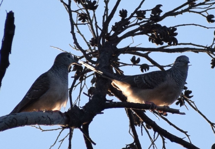 Peaceful Dove - ML643068069