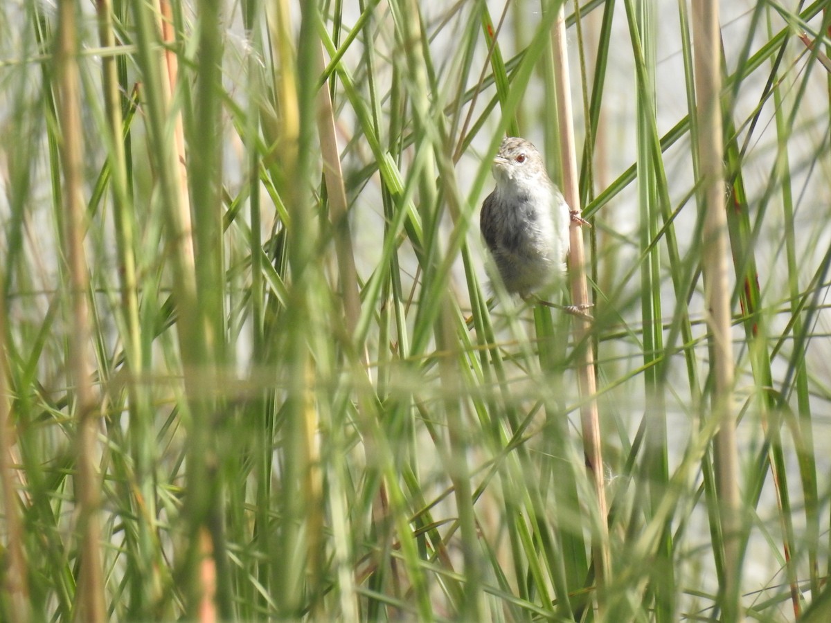 Swamp Grass Babbler - ML643068074