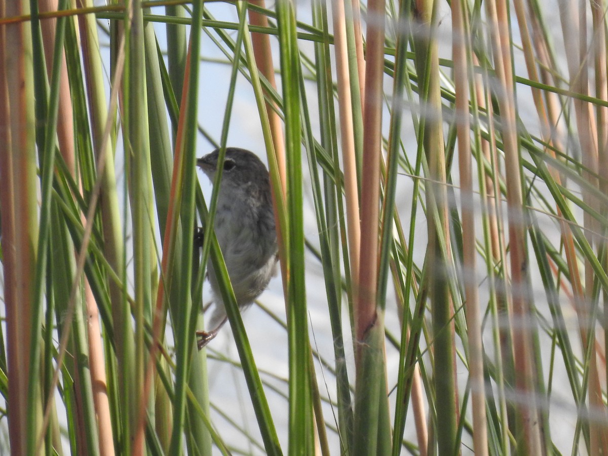 Swamp Grass Babbler - ML643068075