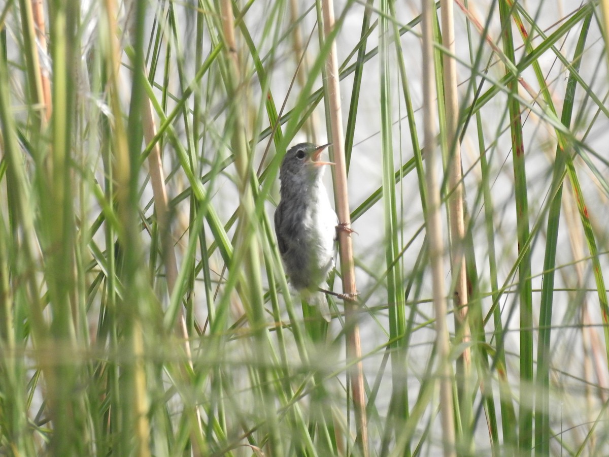Swamp Grass Babbler - ML643068076