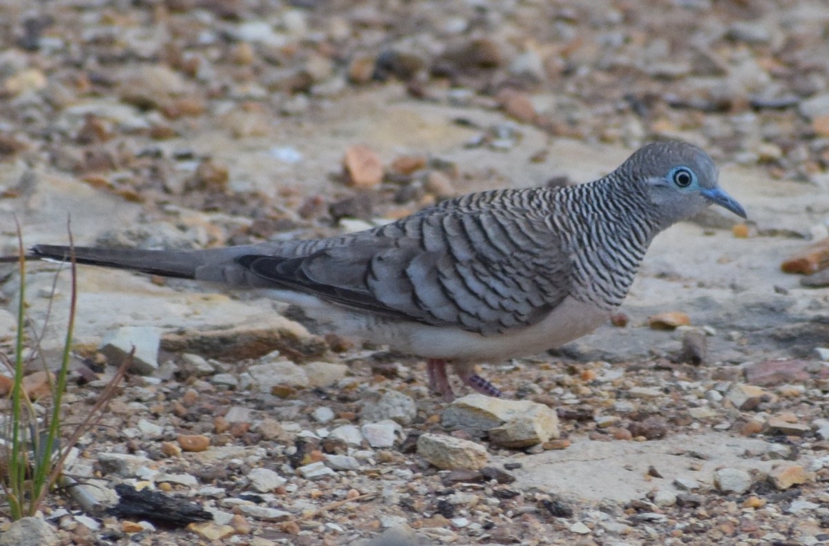 Peaceful Dove - ML643068079
