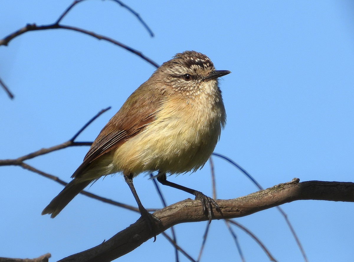 Yellow-rumped Thornbill - ML643068090