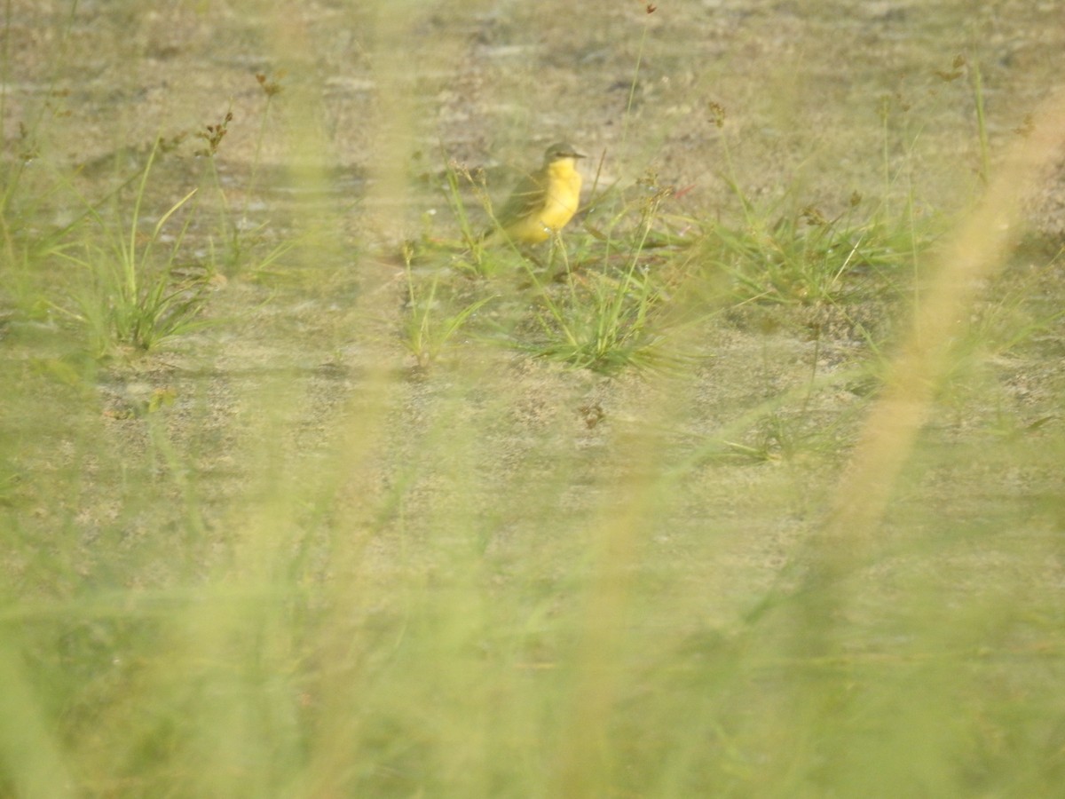 Bergeronnette de Béringie - ML643068092