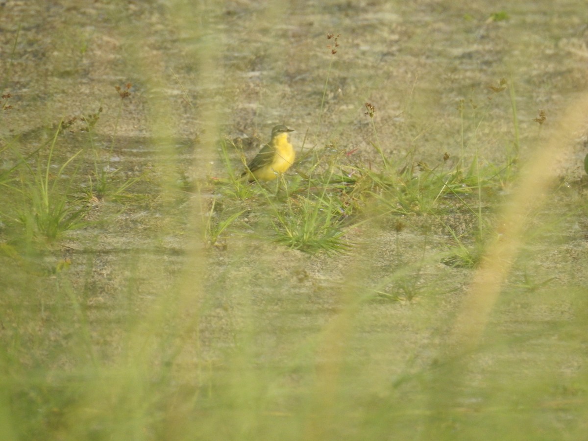 Bergeronnette de Béringie - ML643068093