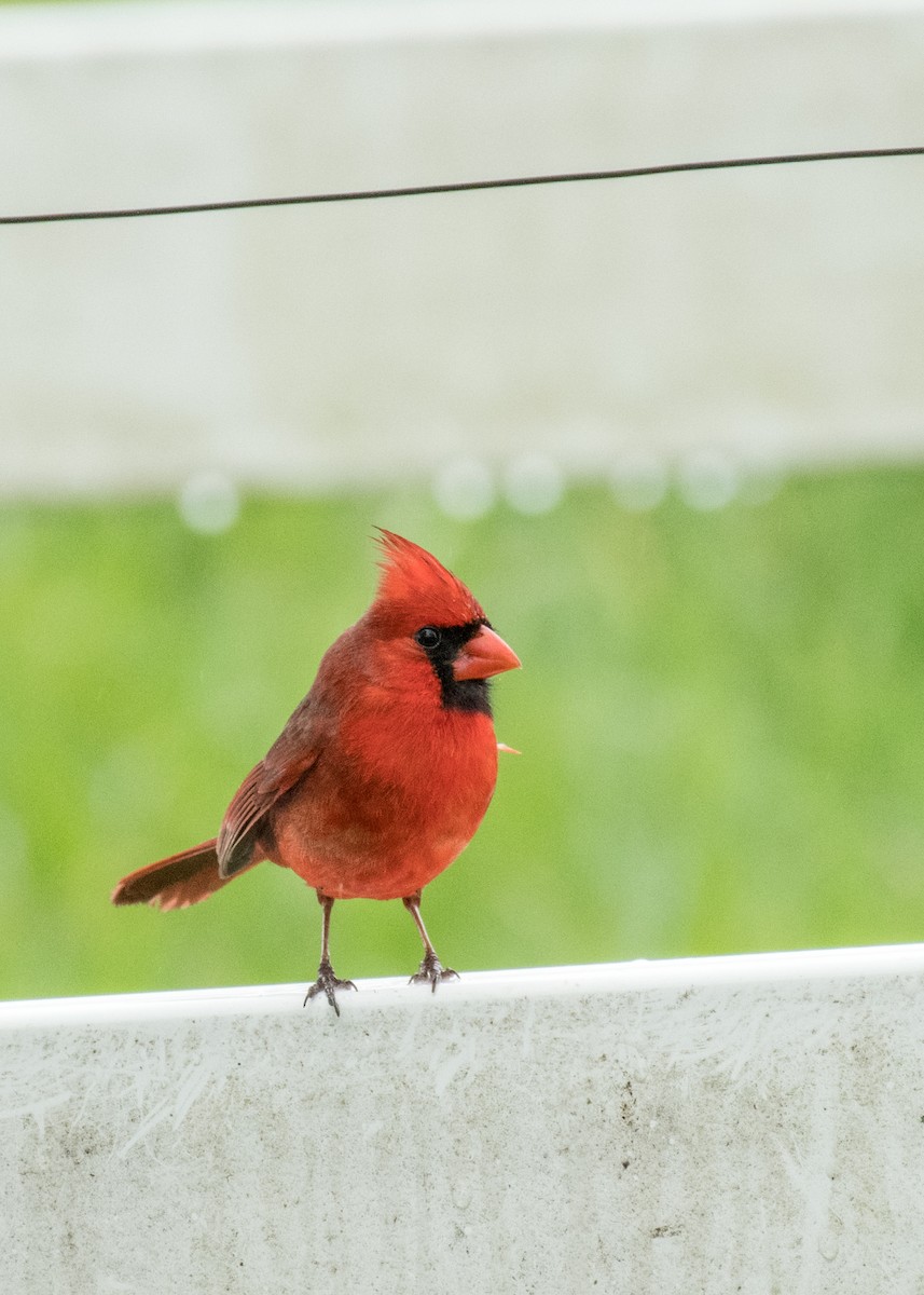 Cardenal Norteño - ML643068134