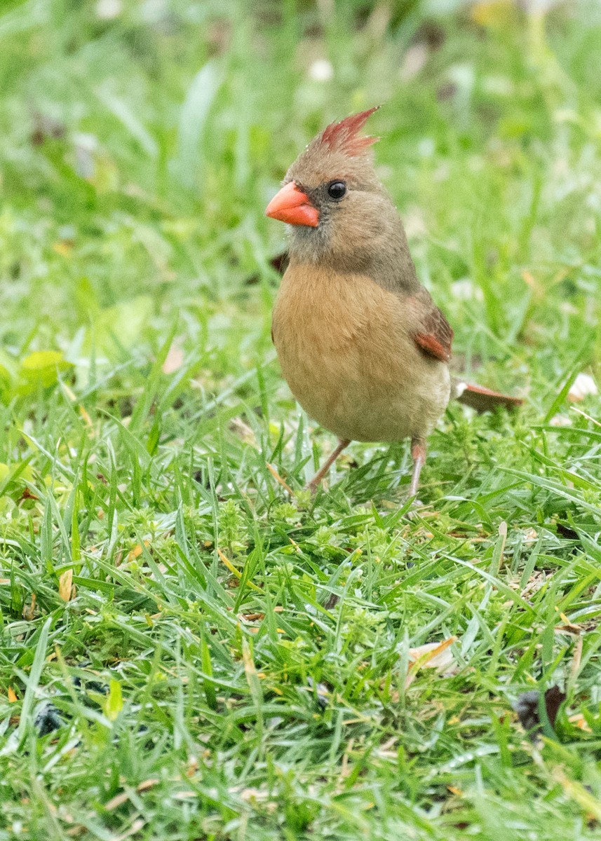 Cardenal Norteño - ML643068136