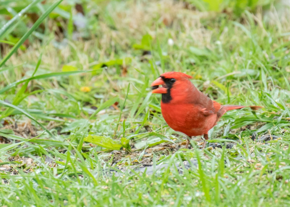 Cardenal Norteño - ML643068137