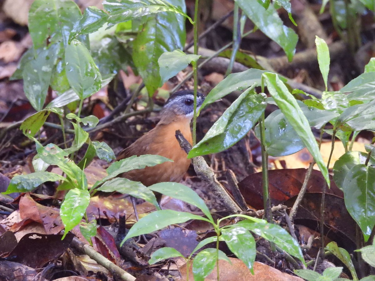 Malayan Black-capped Babbler - ML643068160