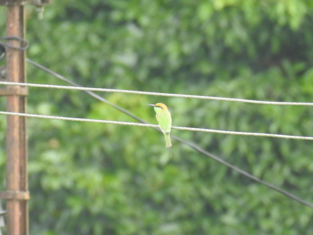 Guêpier d'Orient - ML643068178