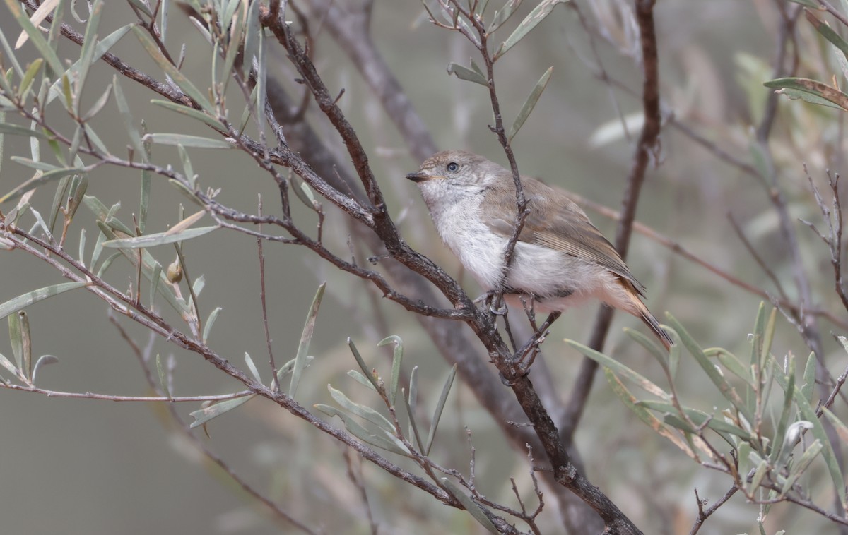 Chestnut-rumped Thornbill - ML643068180