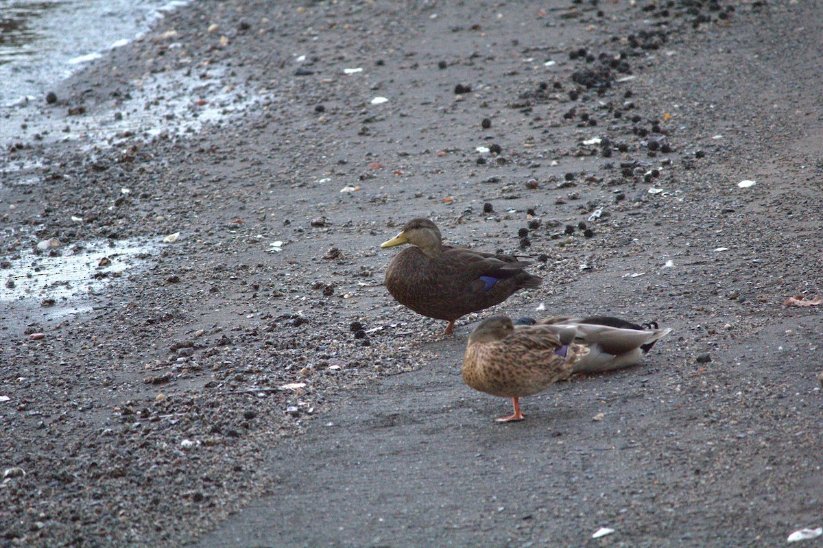 American Black Duck - ML643068185
