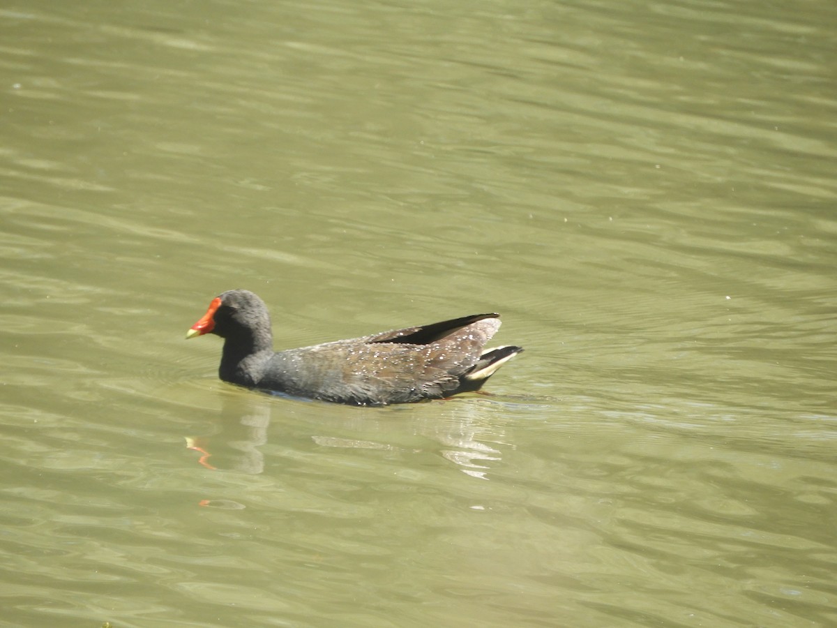 Dusky Moorhen - ML643068208