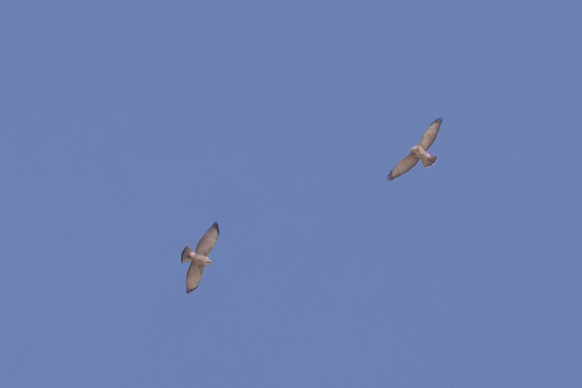 Broad-winged Hawk - ML643068228