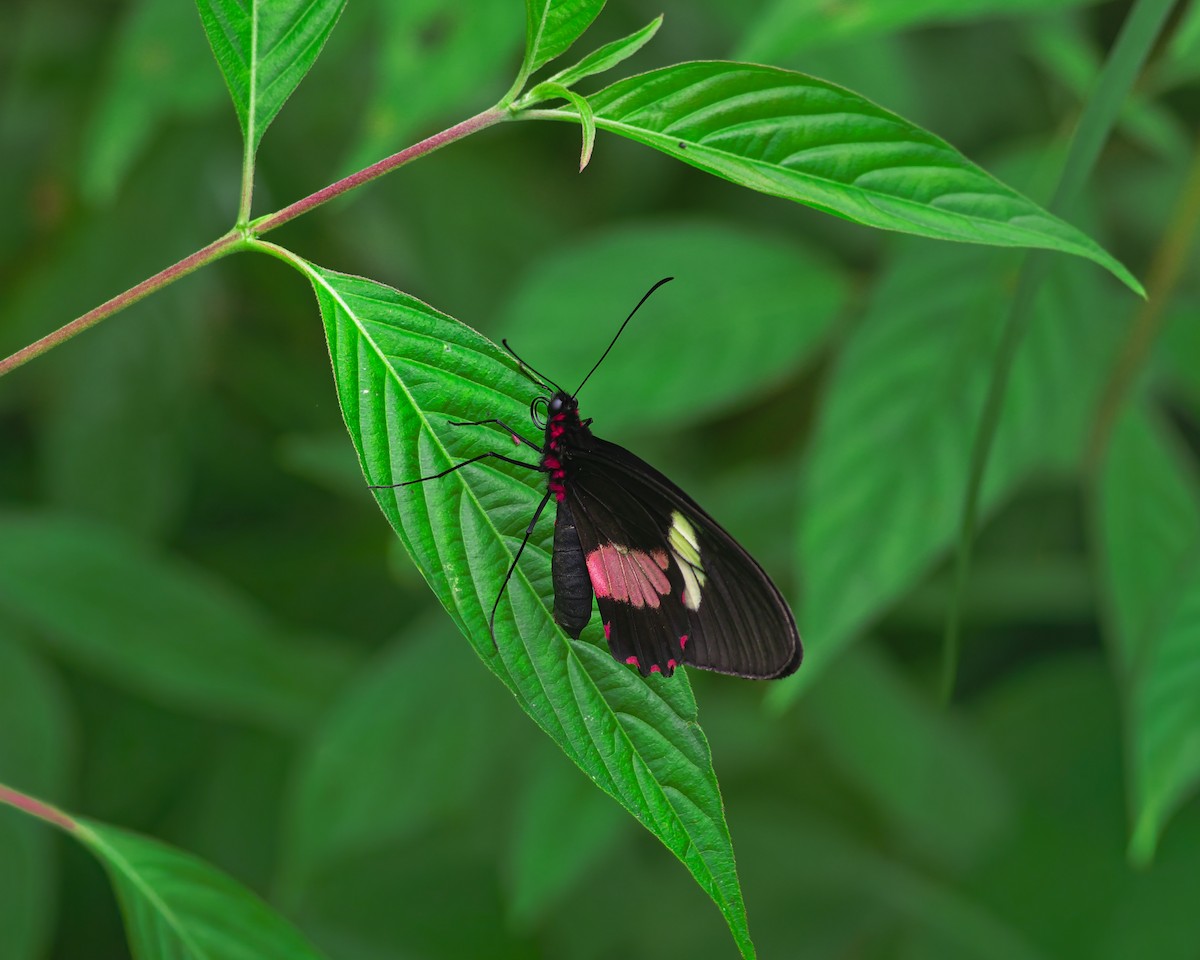 True Cattleheart - ML643068230