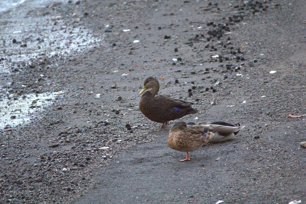 American Black Duck - ML643068239