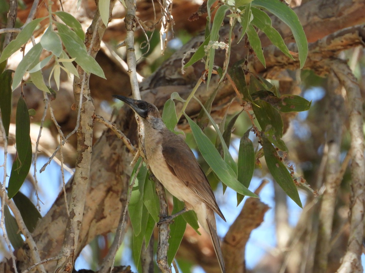Little Friarbird - ML643068244