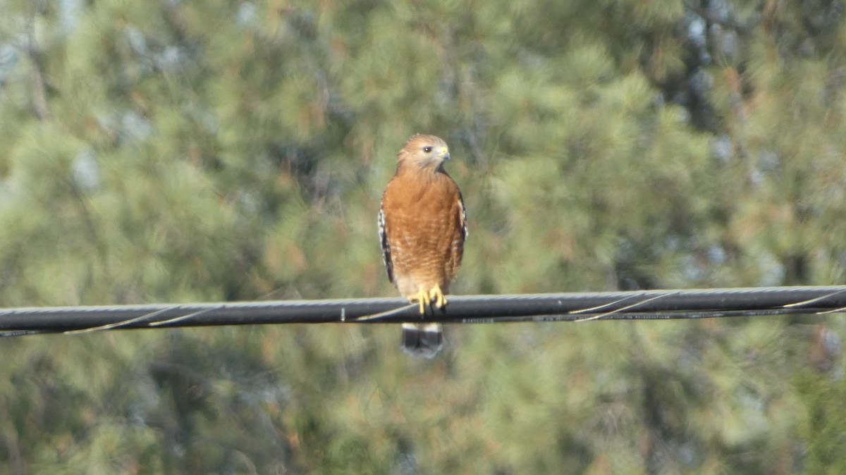 Red-shouldered Hawk - ML643068253