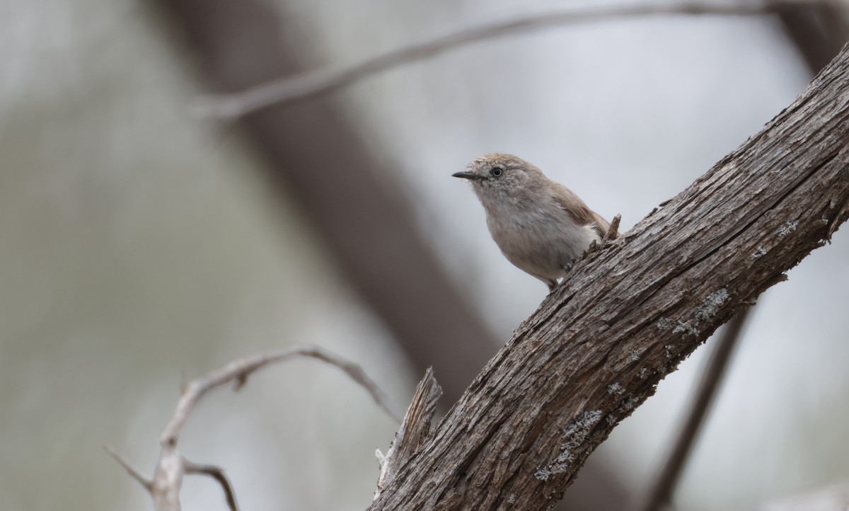 Chestnut-rumped Thornbill - ML643068254