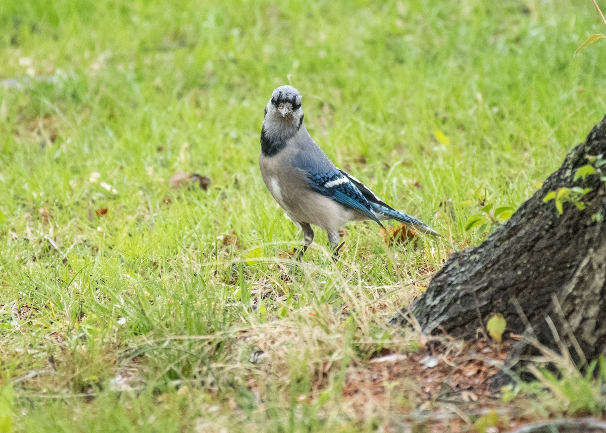 Chara Azul - ML643068270