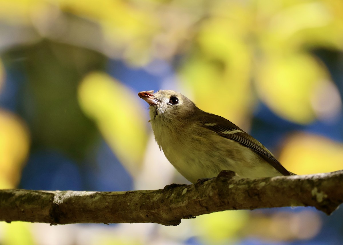 Hutton's Vireo - ML643068279