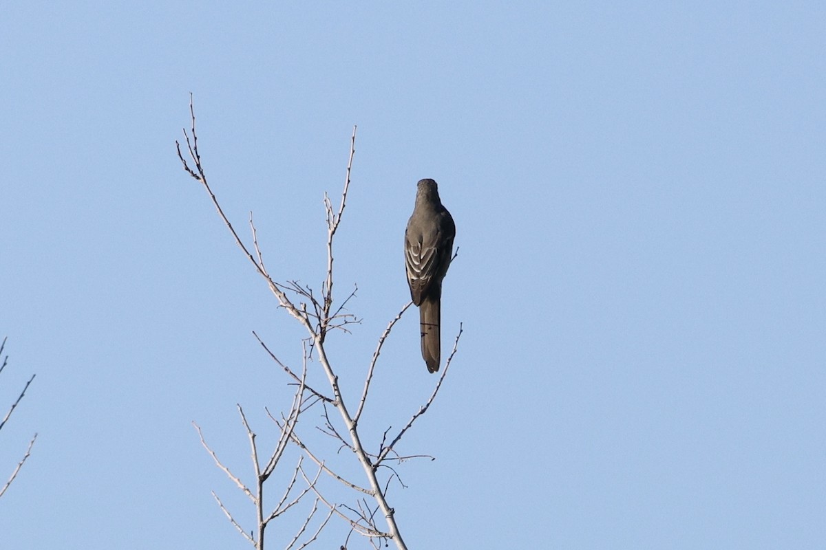 Townsend's Solitaire - ML643068281