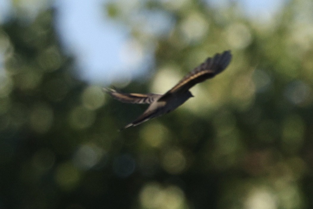 Townsend's Solitaire - ML643068282