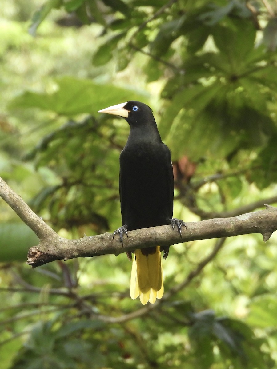 Crested Oropendola - ML643068302