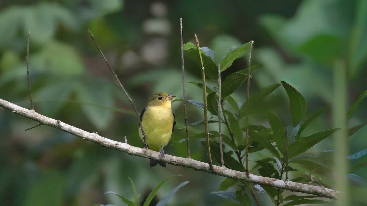 Scarlet Tanager - ML643068303