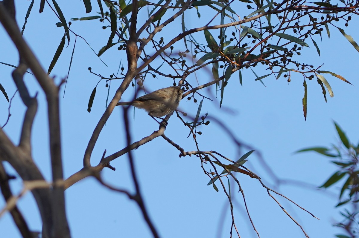 Chestnut-rumped Thornbill - ML643068308