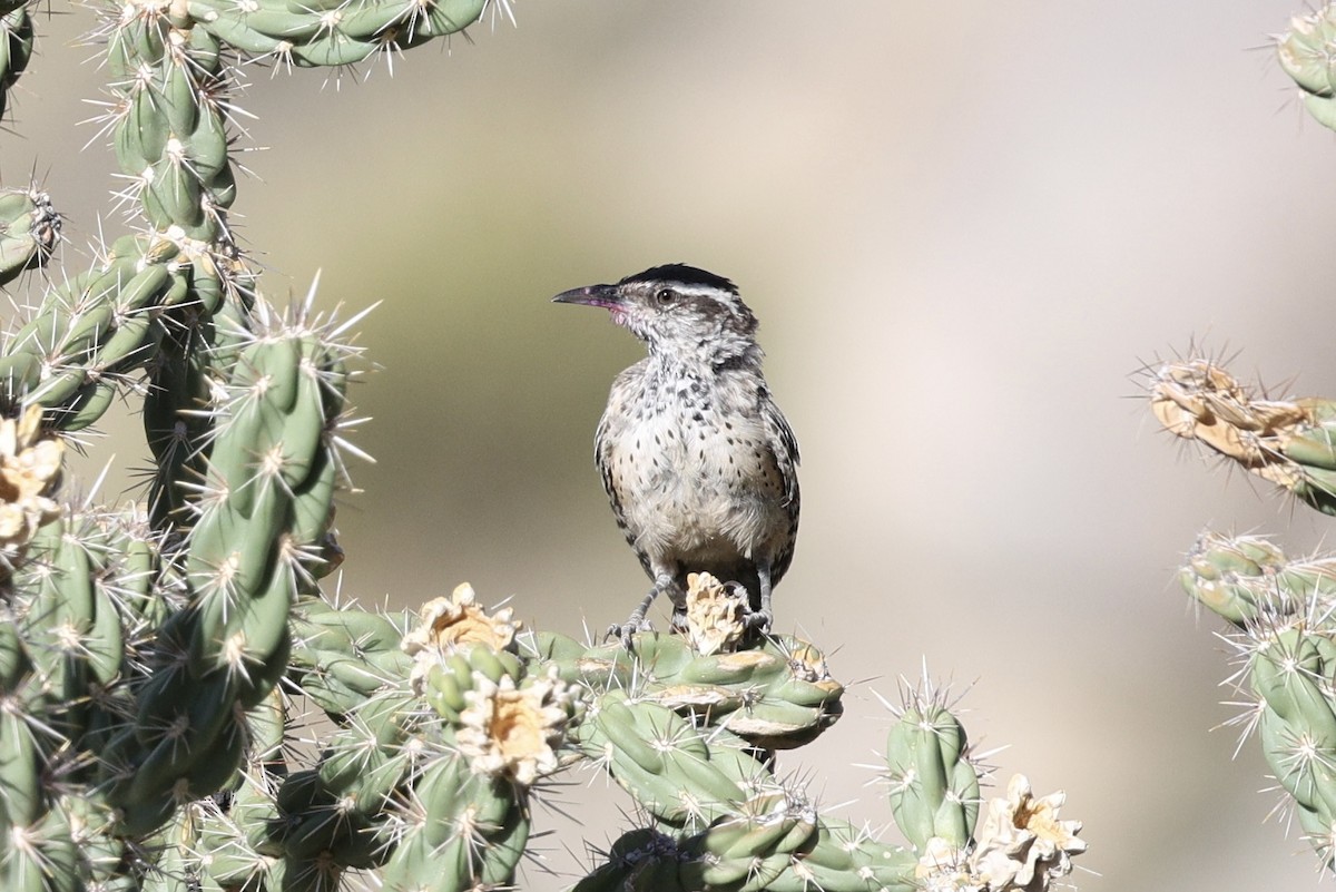 Cactus Wren - ML643068310
