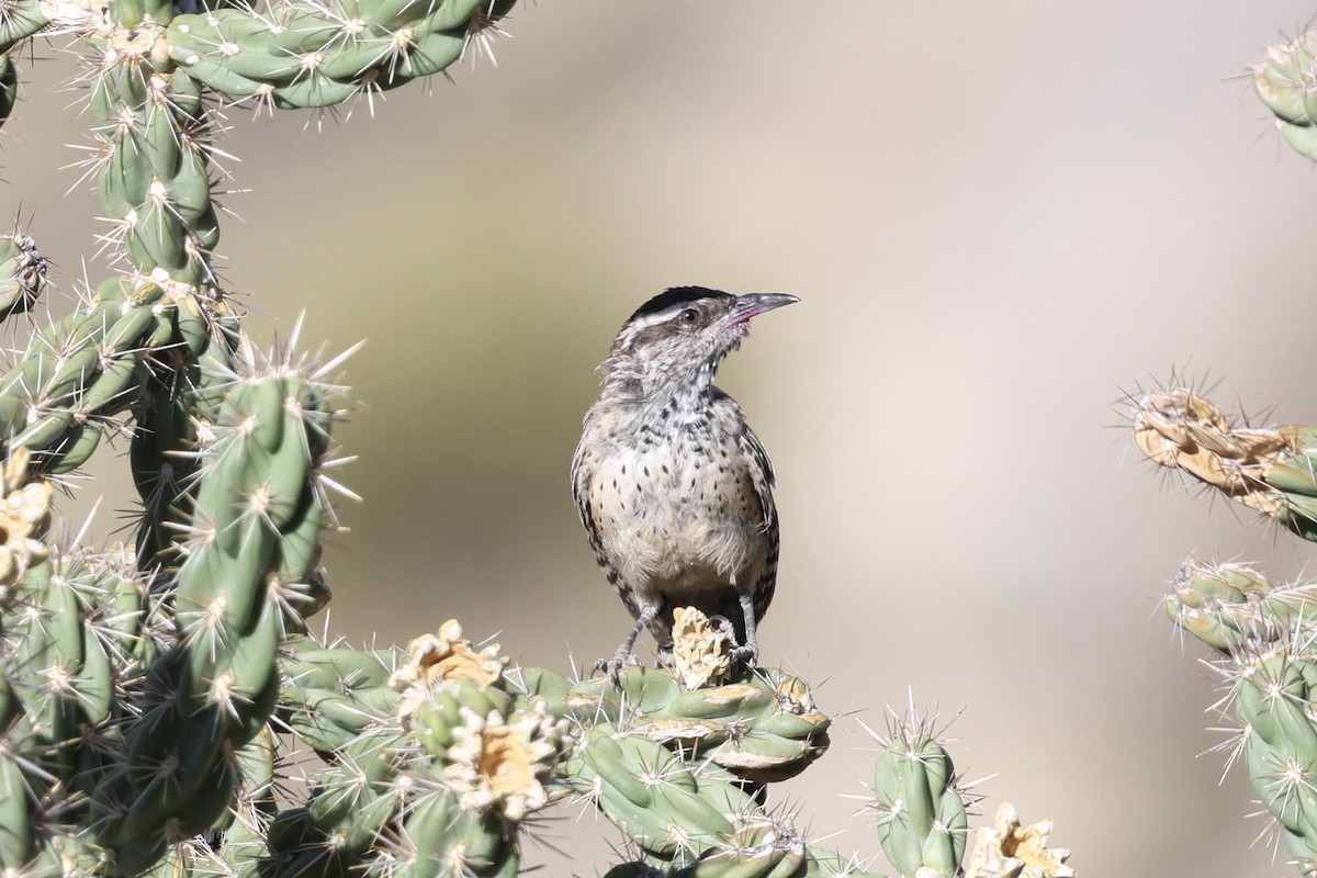 Cactus Wren - ML643068311
