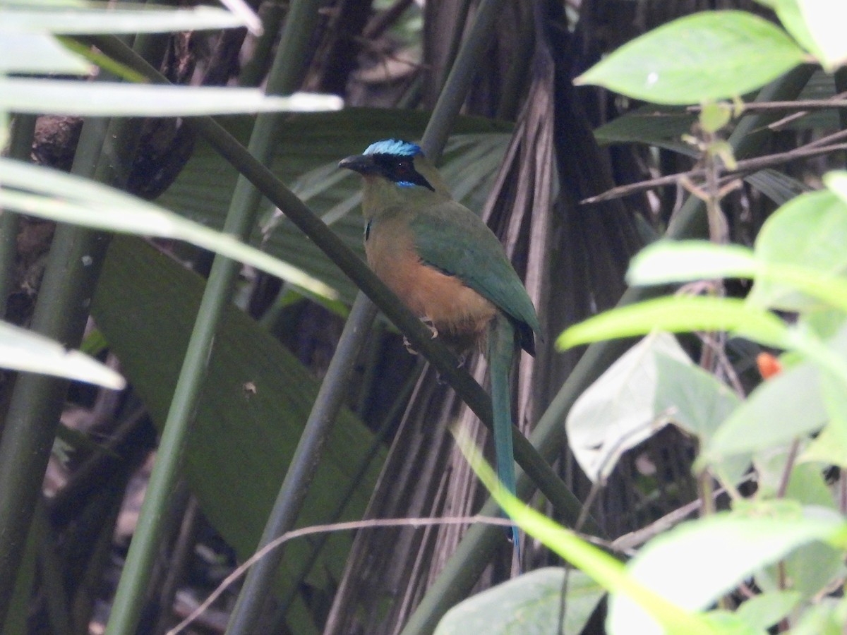 Motmot caraïbe - ML643068322