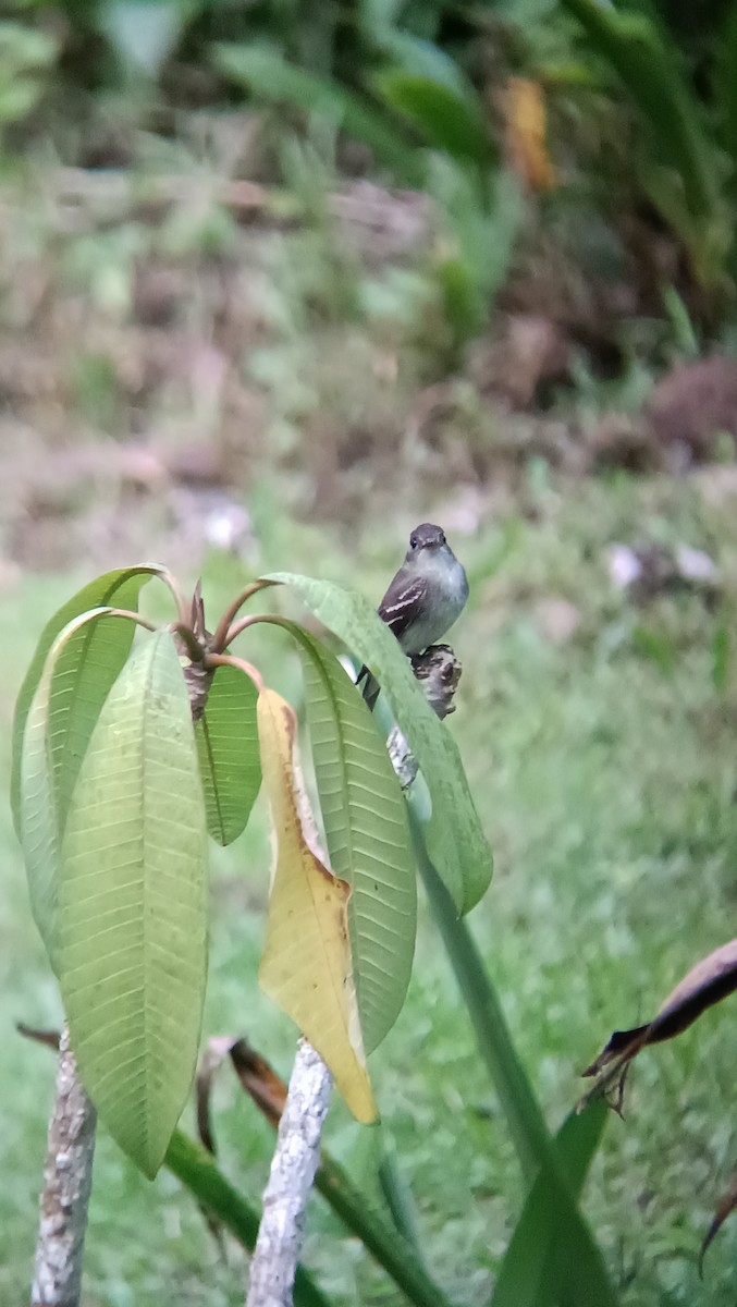 Eastern Wood-Pewee - ML643068348