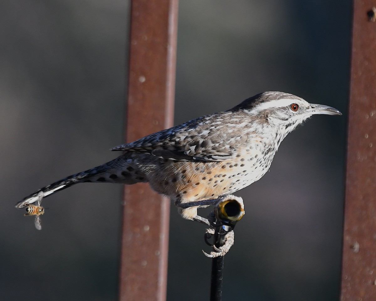 Cactus Wren - ML643068349