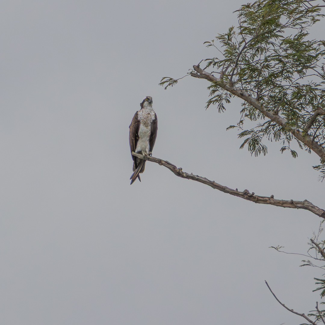 Osprey - ML643068368
