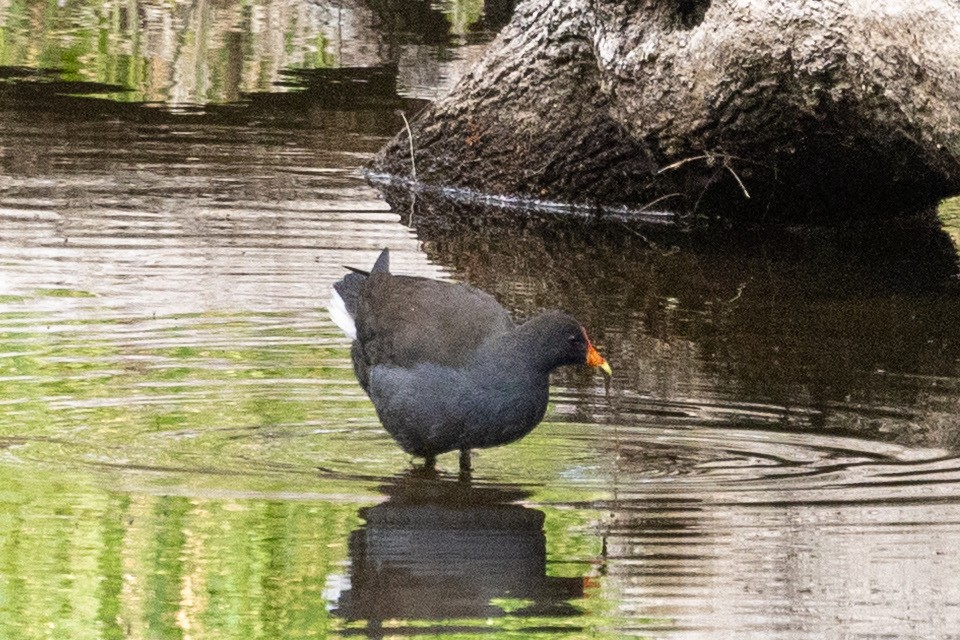 Dusky Moorhen - ML643068369