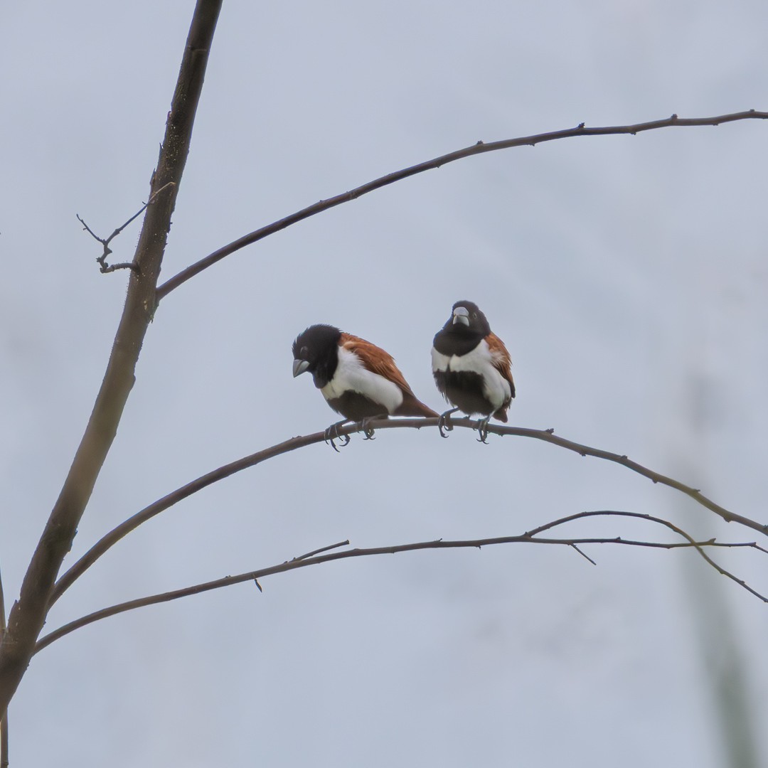 Tricolored Munia - ML643068373