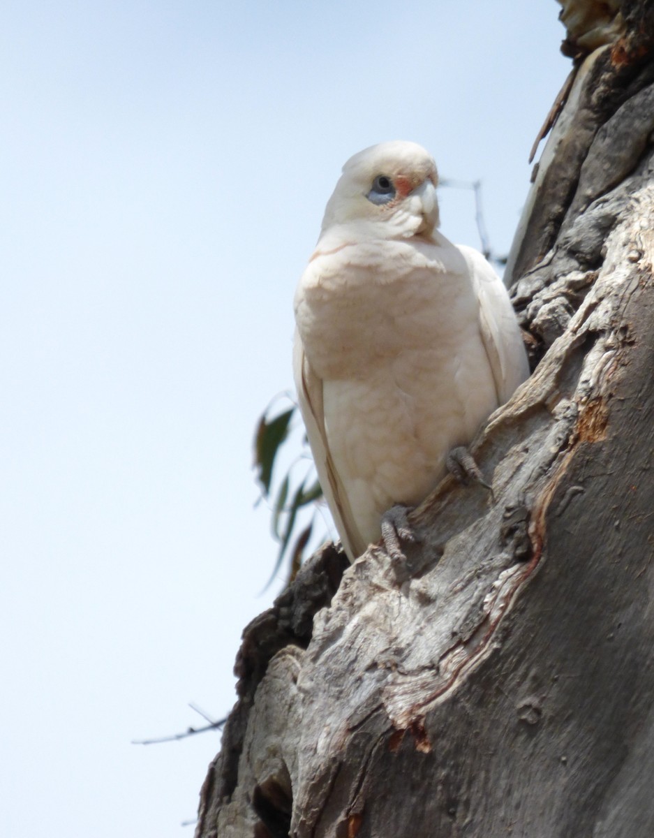 Little Corella - ML643068394