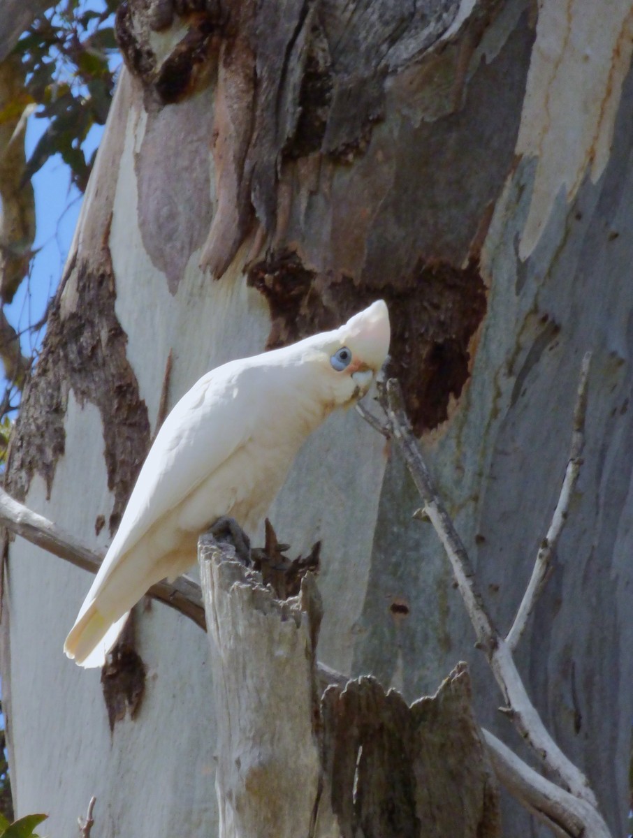 Little Corella - ML643068395