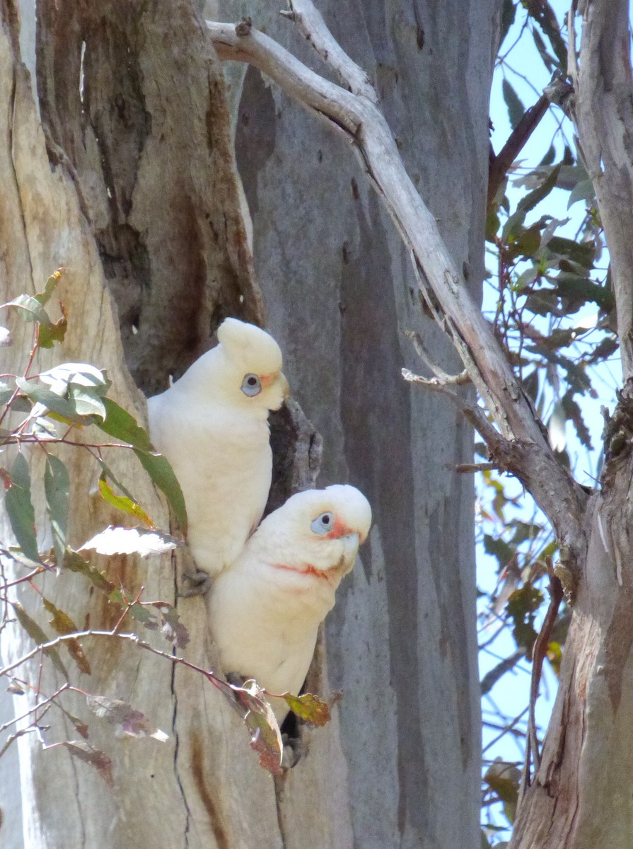 Little Corella - ML643068396