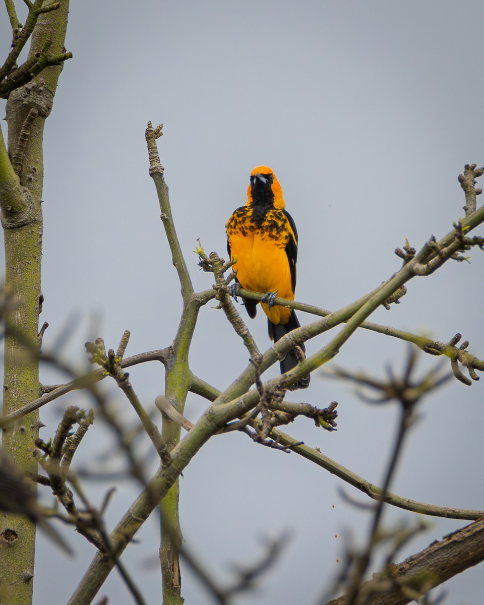 Spot-breasted Oriole - ML643068401
