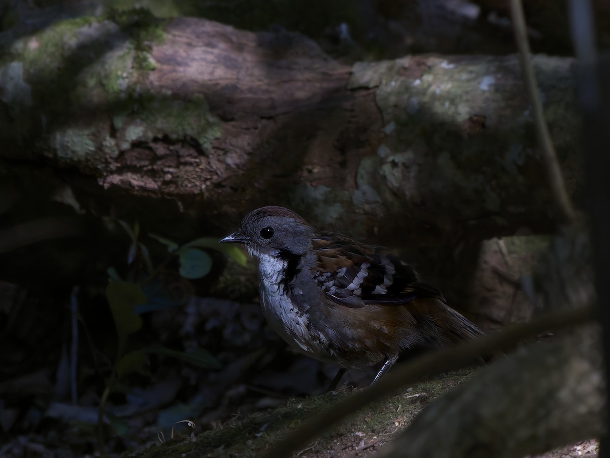 Australian Logrunner - ML643068404