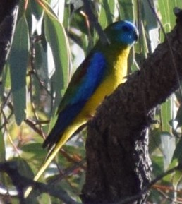 Turquoise Parrot - ML643068412