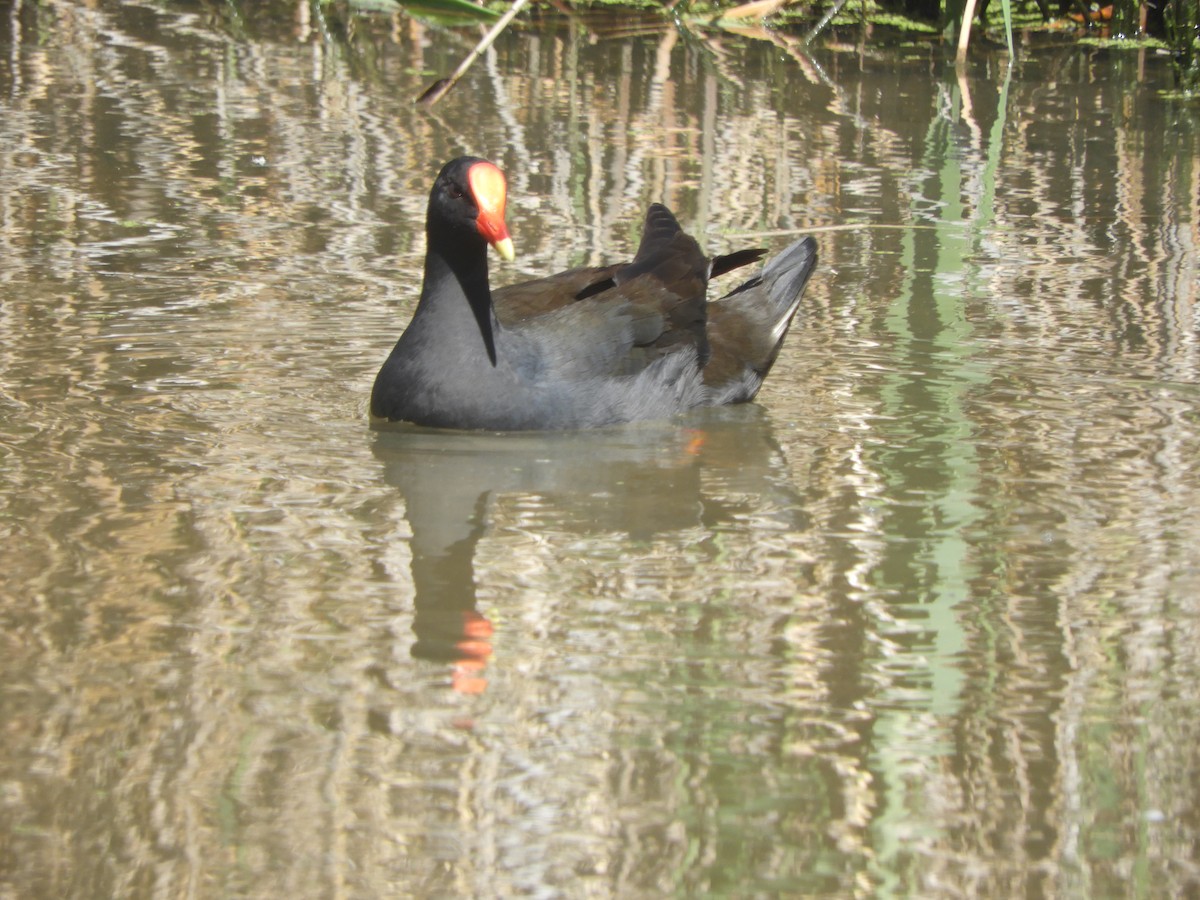 Dusky Moorhen - ML643068428