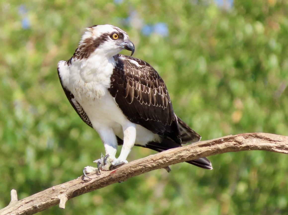 Osprey - ML643068439