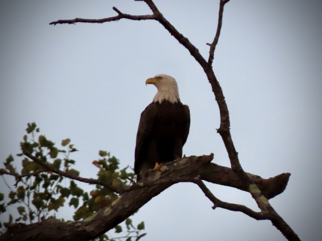 Bald Eagle - ML643068448
