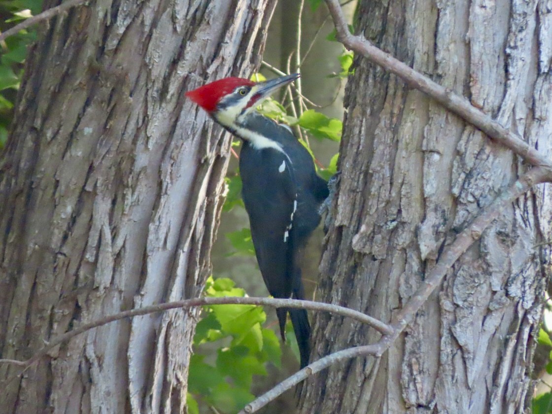 Pileated Woodpecker - ML643068451